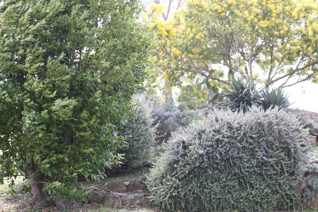 Agriturismo Podere Verdicchio Scansano Dış mekan fotoğraf