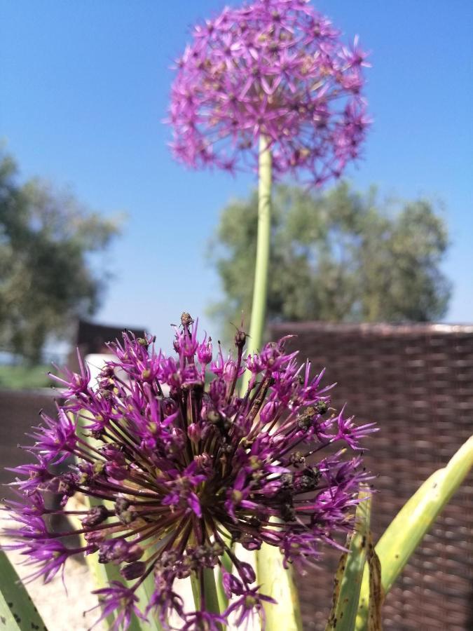 Agriturismo Podere Verdicchio Villa Scansano Dış mekan fotoğraf